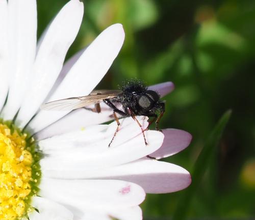 Bibio sp.